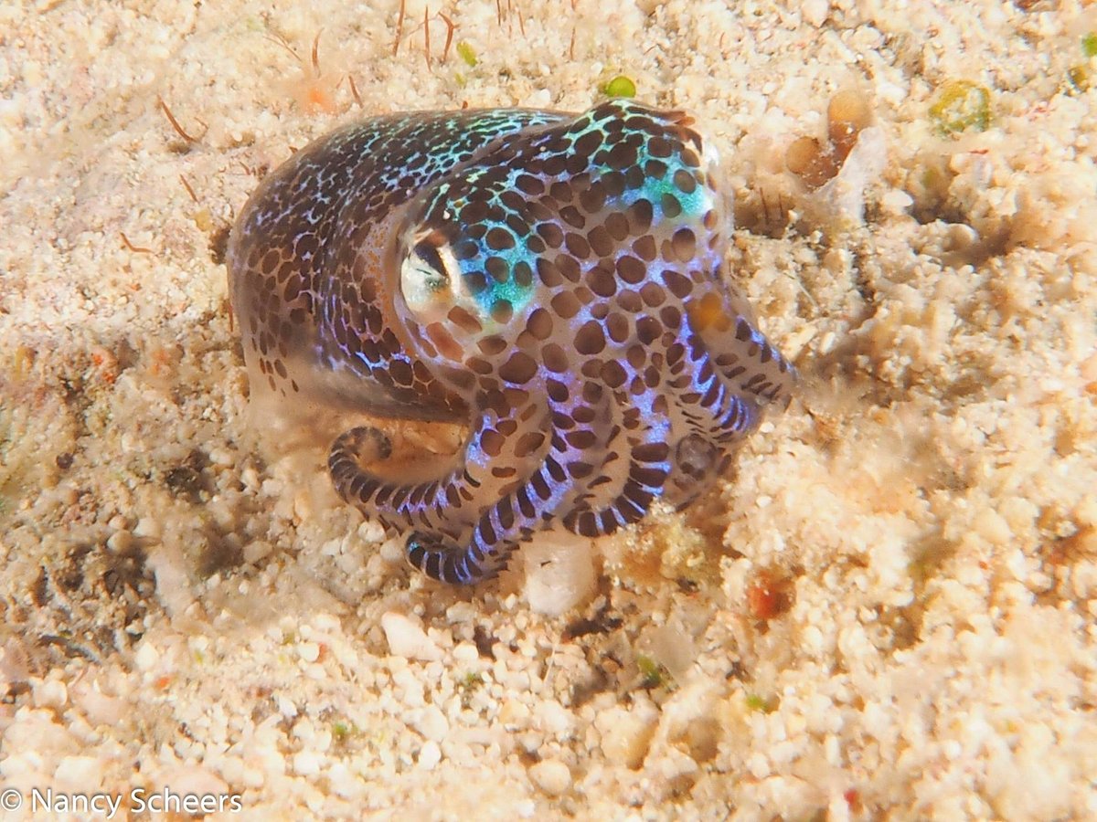 Bobtail Squid