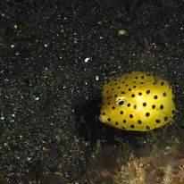 Boxfish