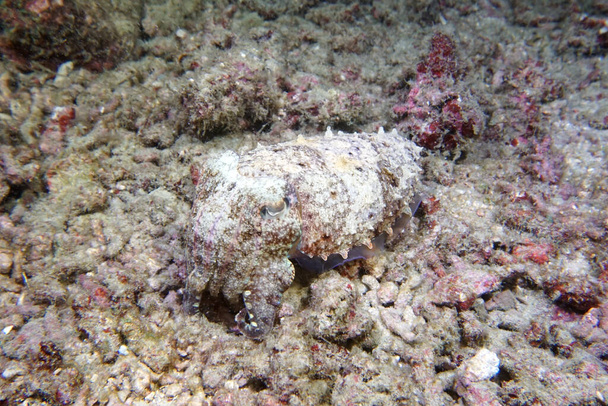 Cuttlefish Night