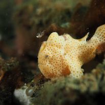 Frogfish
