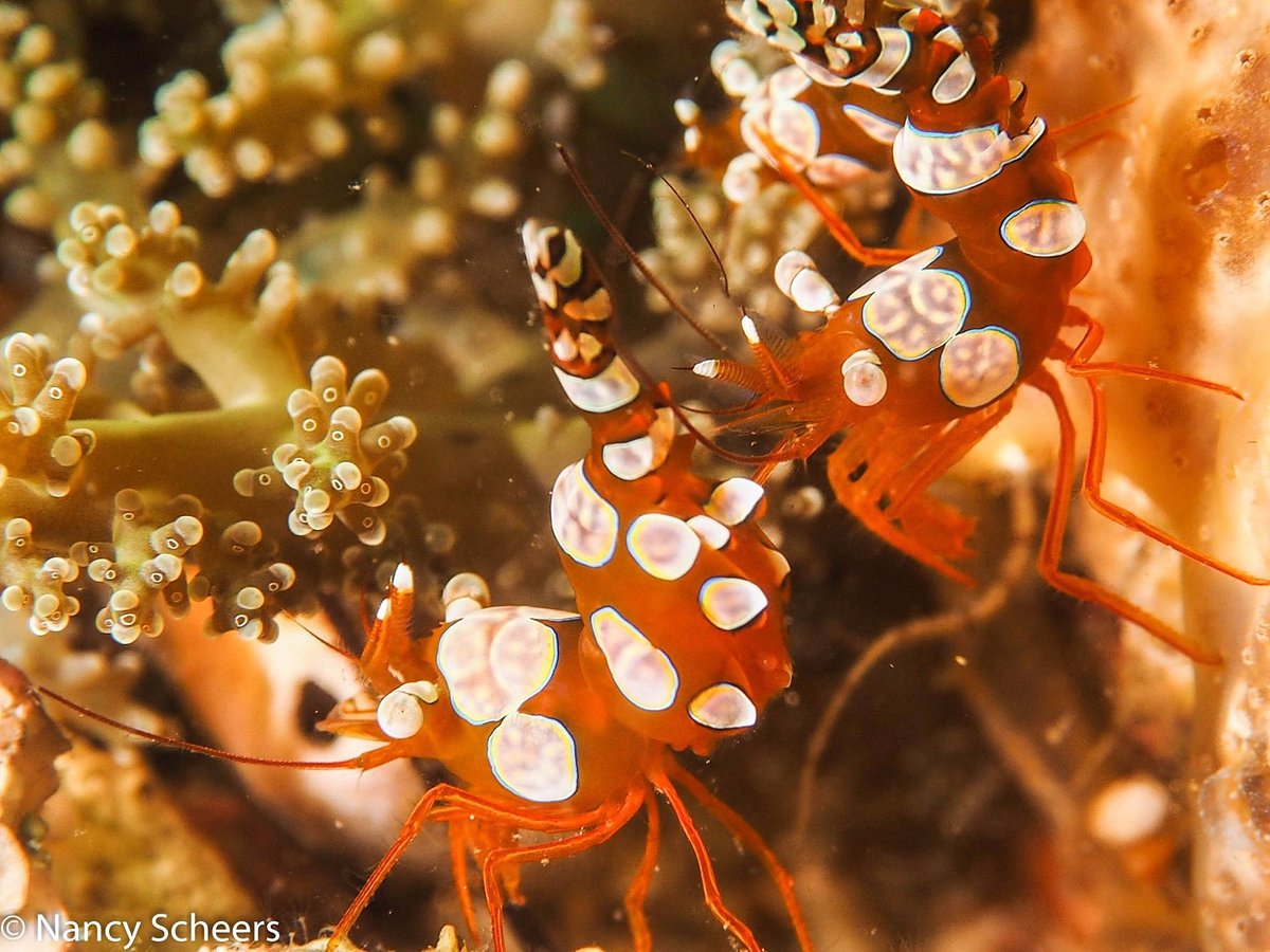 Harlequin Shrimp
