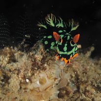 Nudibranch 1