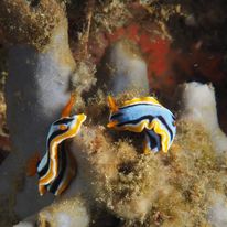 Nudibranch 3