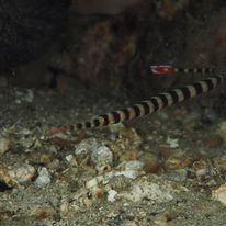 Pipefish 2