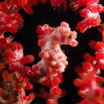 Pygmy Seahorse