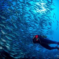 Reef Fish