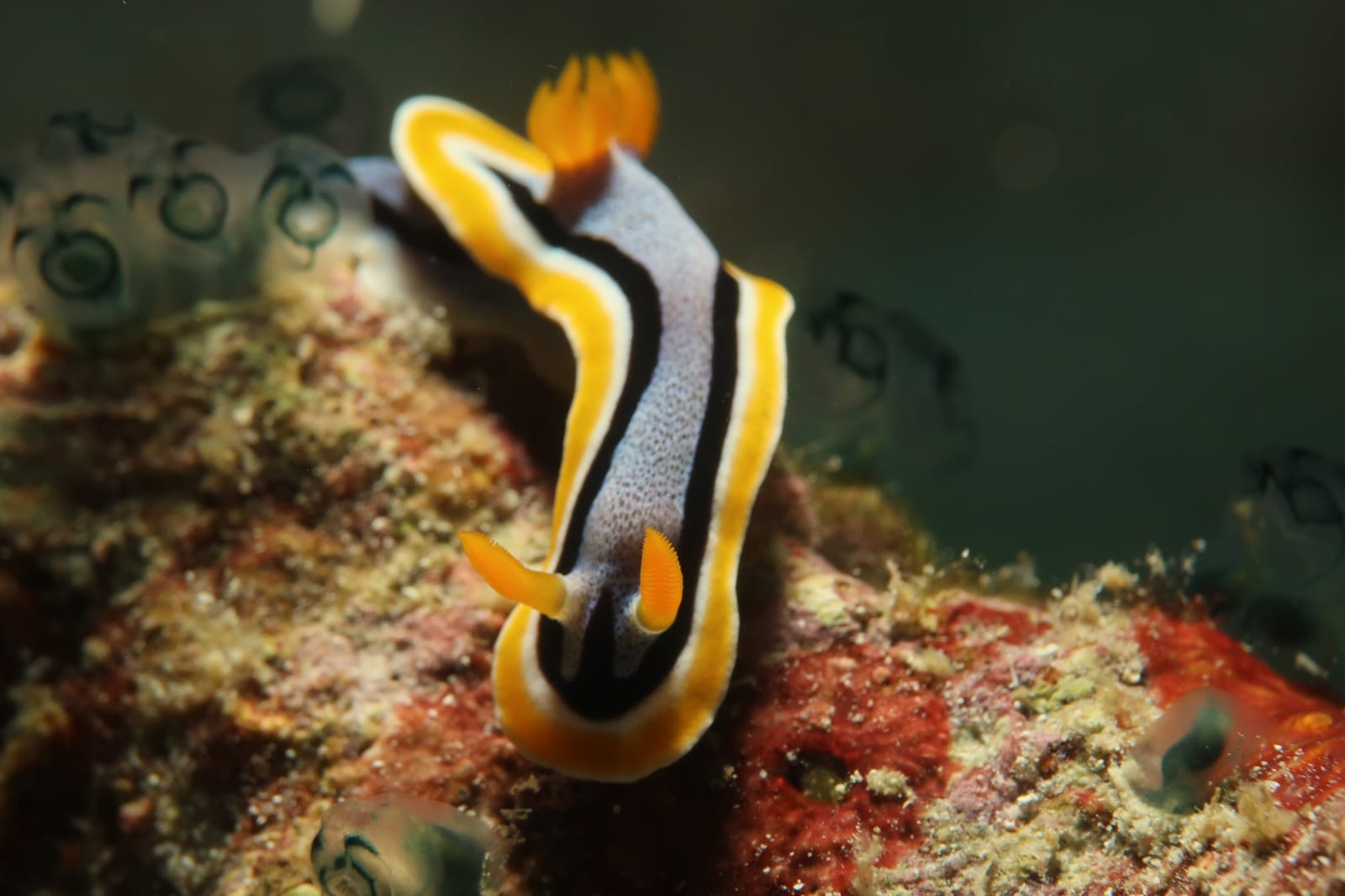 Colourful nudibranch on the reef
