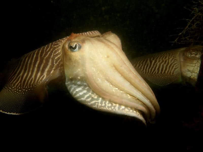 Cuttlefish