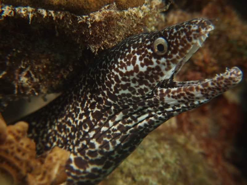 Moray eel
