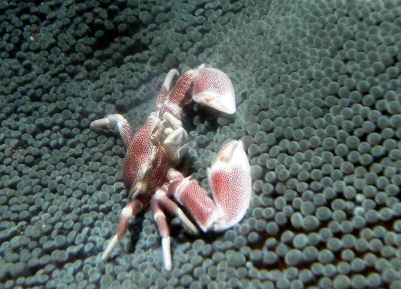 Shrimp