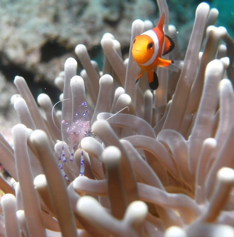 Clownfish