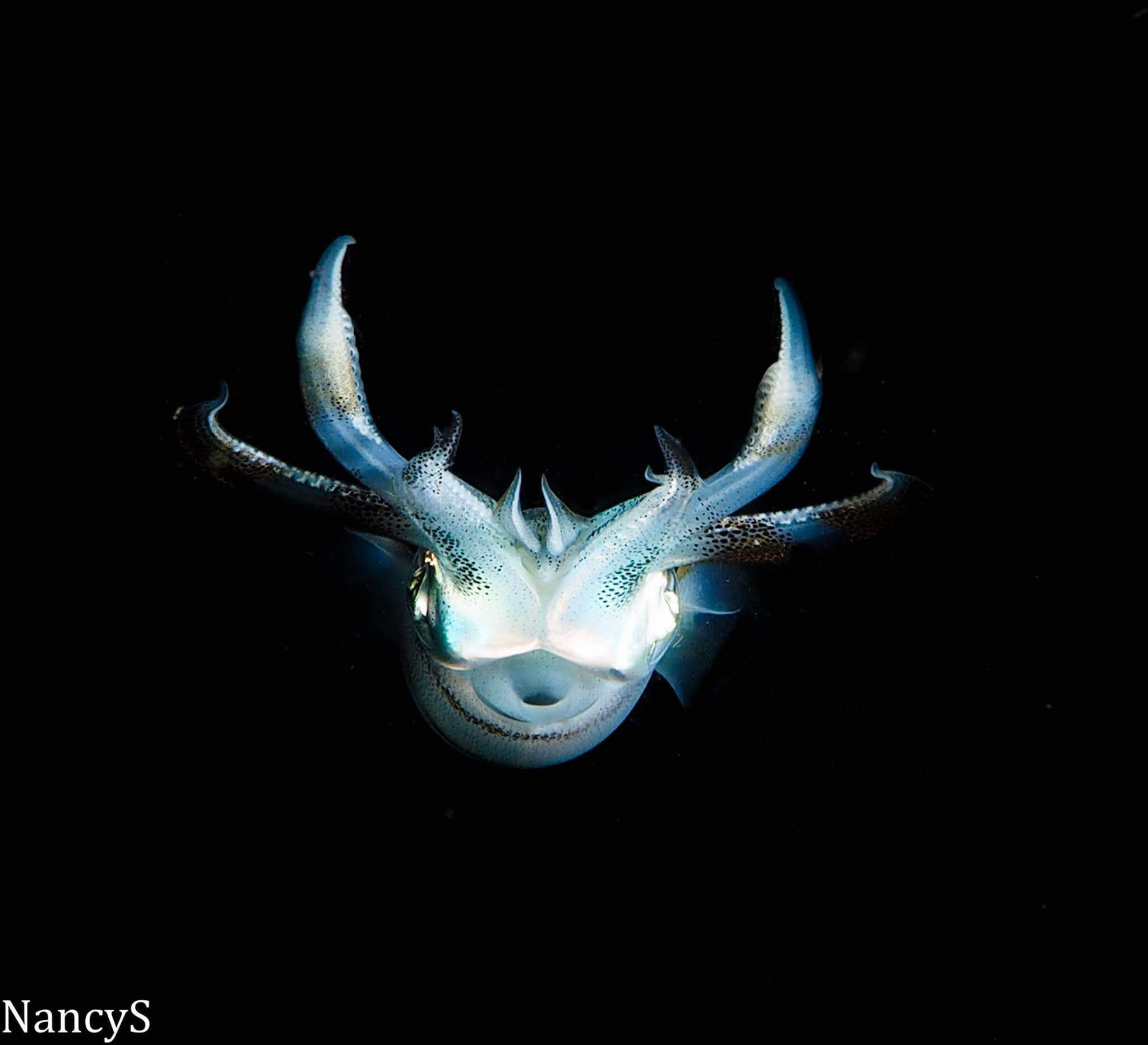 Night squid