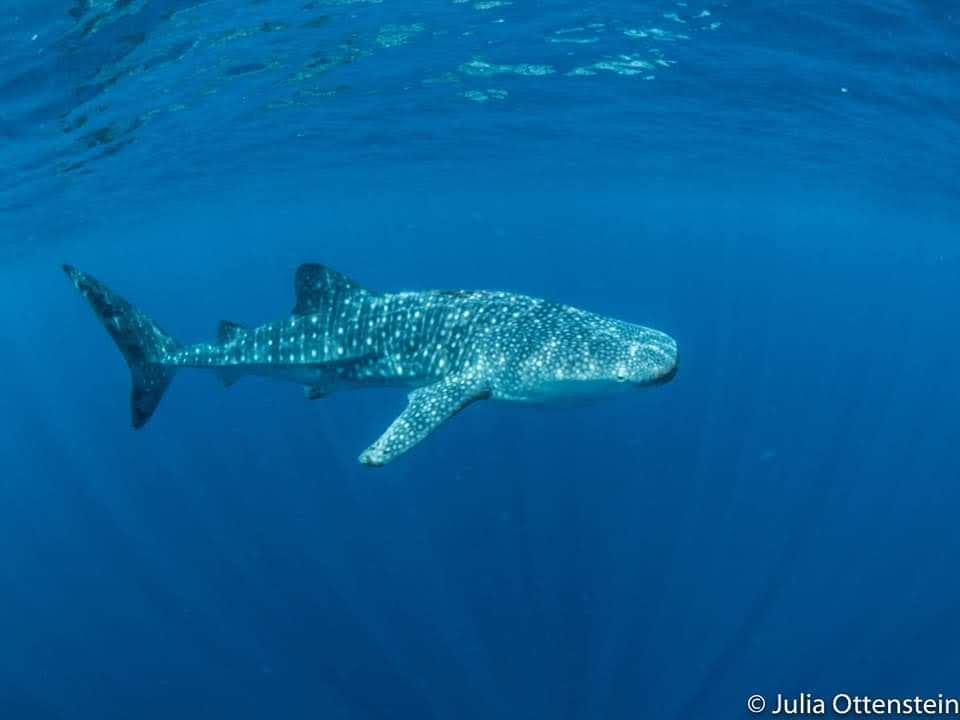 Whale shark