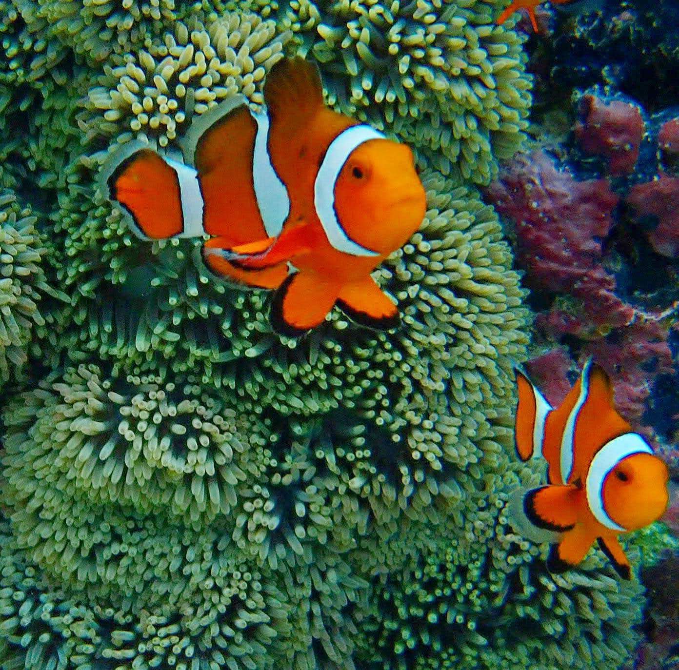 Clownfish