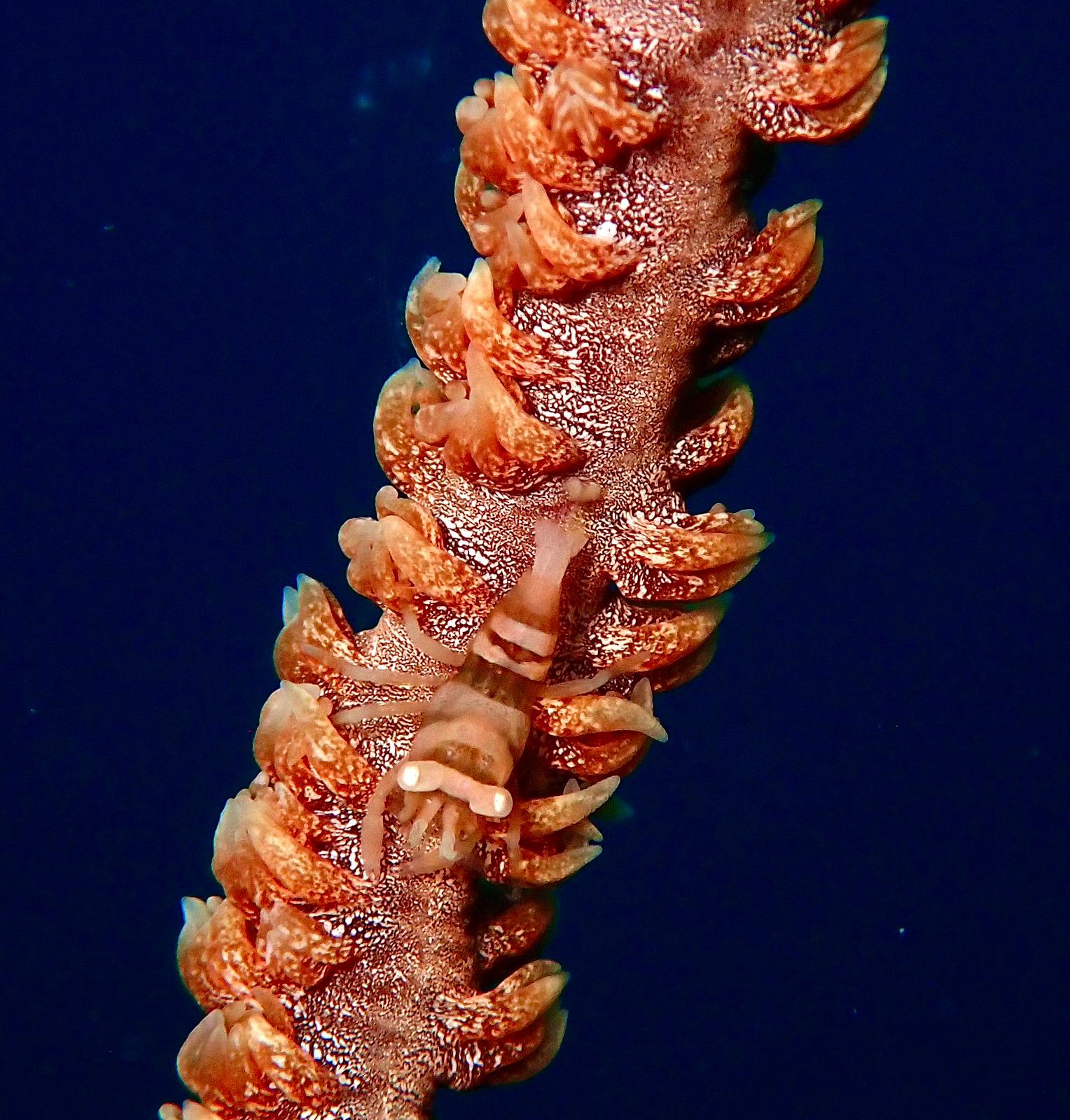 Coral macro