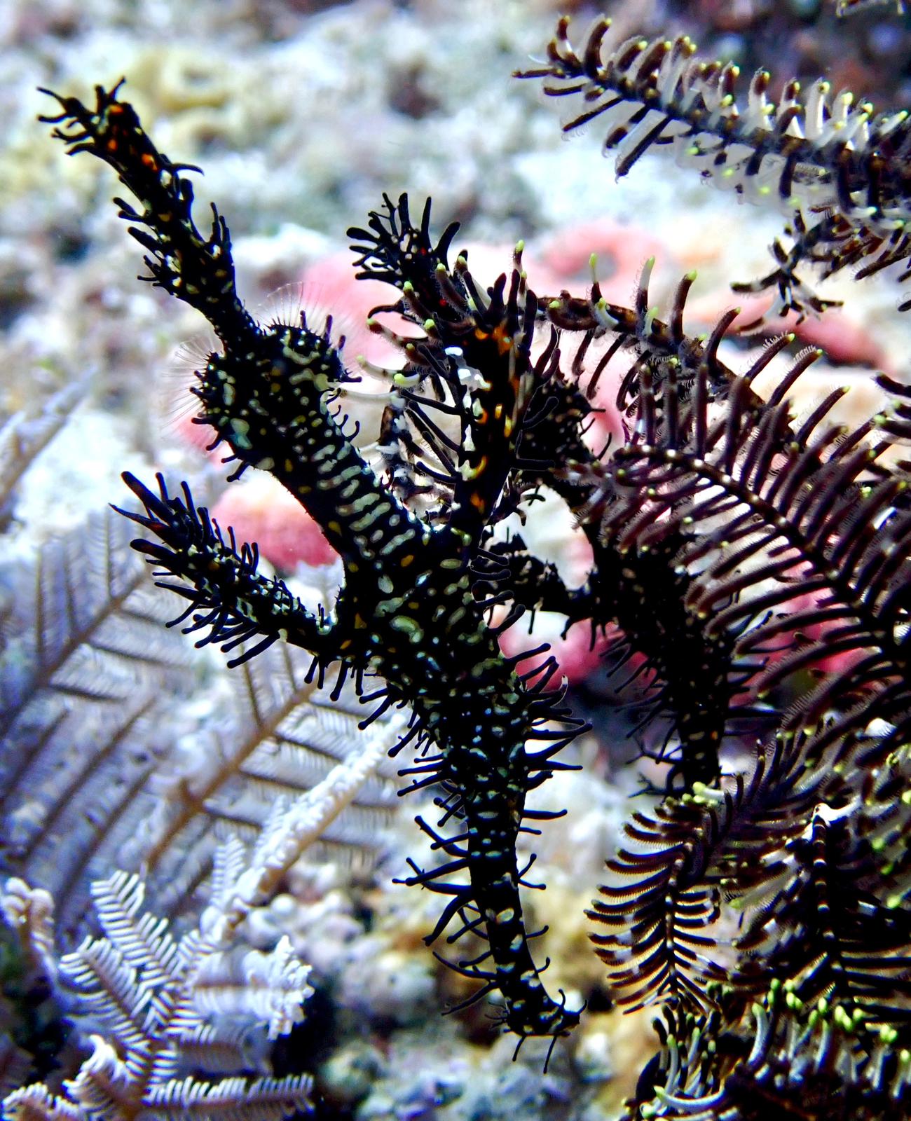 Shrimp among coral