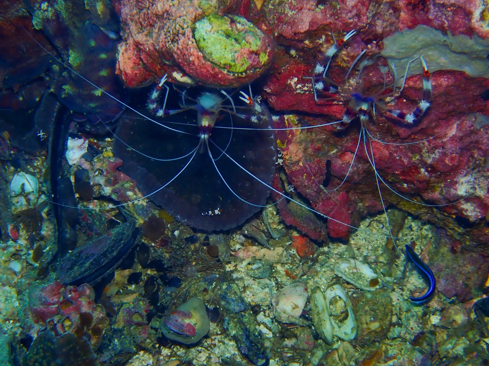Coral formation