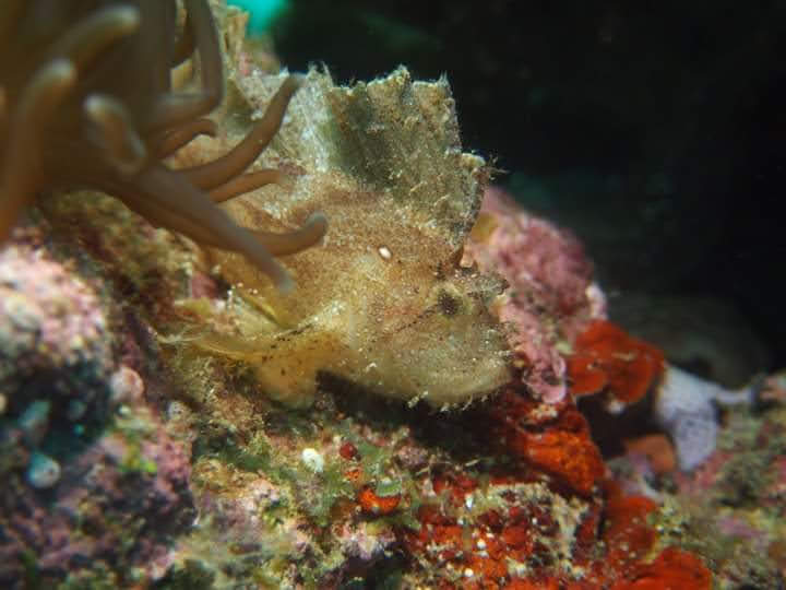 Frogfish on the reef